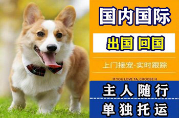 渭南市宠物托运公司渭南市宠物托运公司渭南市宠物托运公司
