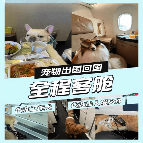 渭南市宠物托运到白俄罗斯宠物入境规定和要求